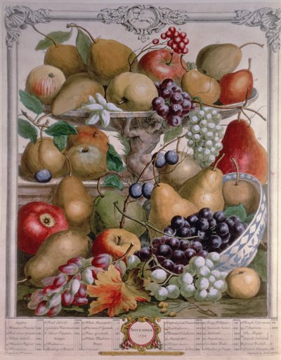 Marraskuu, teoksesta "Twelve Months of Fruits", Robert Furber (n. 1674-1756), kaiverrus James Smith, 1732 (värikaiverrus) tekijältä Pieter Casteels